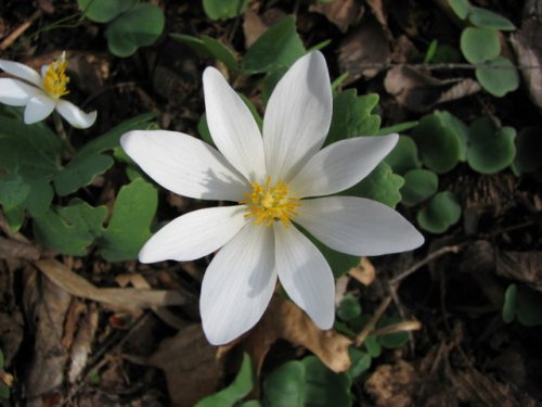 Bloodroot (Sanguinaria canadensis)