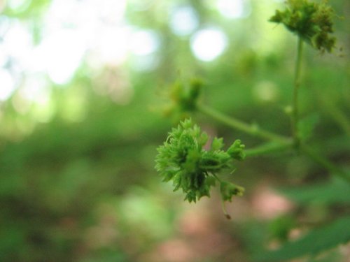 Fragrant Sanicle (Sanicula odorata)