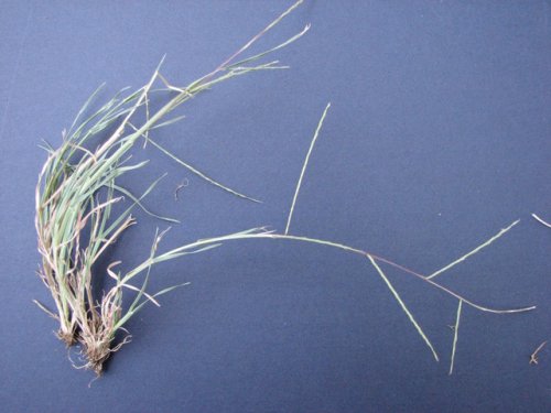 Tumblegrass (Schedonnardus paniculatus)