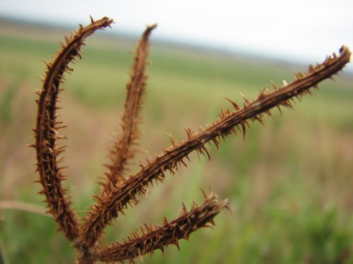 Sensitive Briar (Schrankia nuttalli)