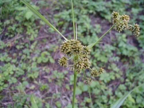 Green Bulrush (Scirpus atrovirens)