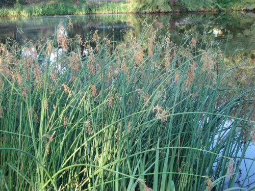 Softstem Bulrush (Schoenoplectus tabernaemontani)