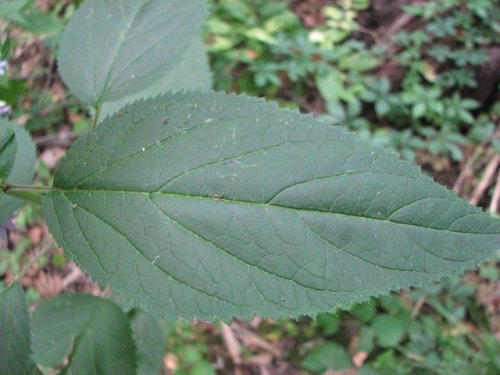 Maryland Figwort (Scrophularia marilandica)