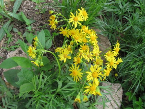 Prairie Ragwort (Packera plattensis)