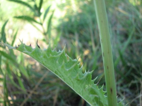 Prickly sow thistle (Sonchus asper)