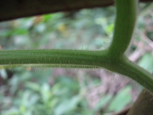 Bur Cucumber (Sicyos angulatus)