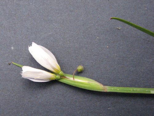 White-eyed Grass (Sisyrinchium campestre)