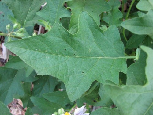 Carolina Horse Nettle (Solanum carolinense)