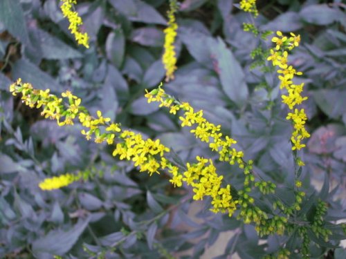 Elmleaf Goldenrod (Solidago ulmifolia)