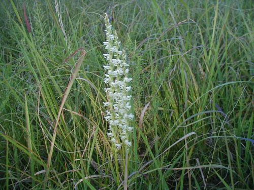 Spring Lady's Tresses (Spiranthes vernalis)