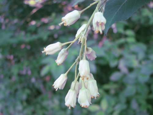 Bladdernut (Staphylea trifolia)