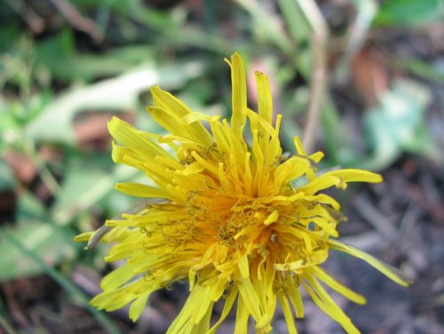 Common Dandelion (Taraxacum officinale)