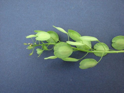 Field Pennycress (Thlaspi arvense)