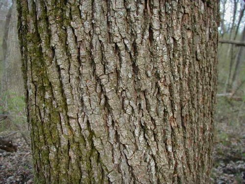 American Basswood (Tilia americana)