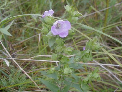 Earleaf Foxglove (Tomanthera auriculata)