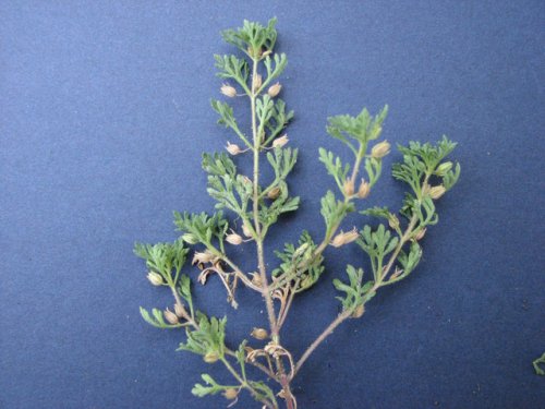 Narrowleaf Paleseed (Leucospora multifida)