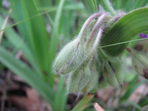 Bracted Spiderwort (Tradescantia bracteata)