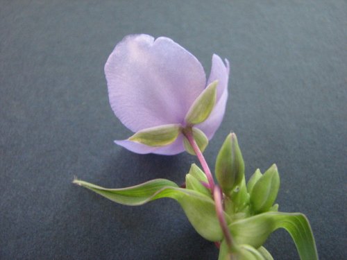 Ohio Spiderwort (Tradescantia ohiensis)