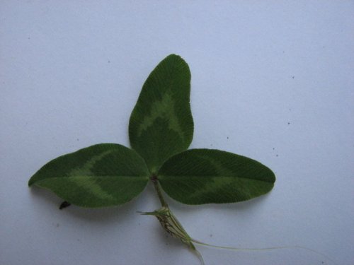 Red Clover (Trifolium pratense)