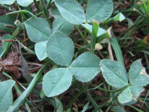 White Clover (Trifolium repens)