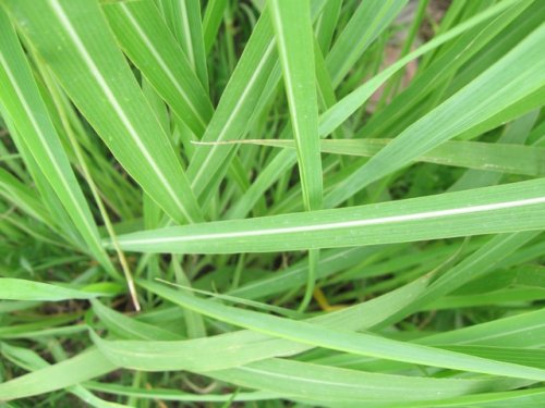 Gama Grass (Tripsacum dactyloides)