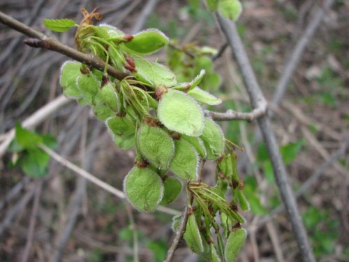 American Elm (Ulmus americana)