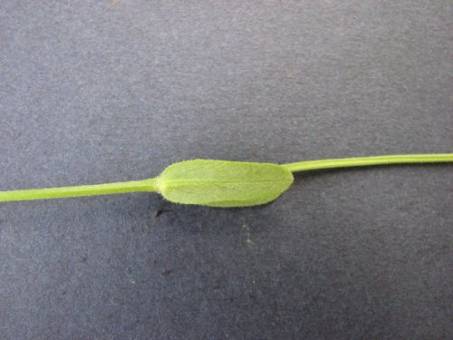 Beaked Cornsalad (Valerianella radiata)