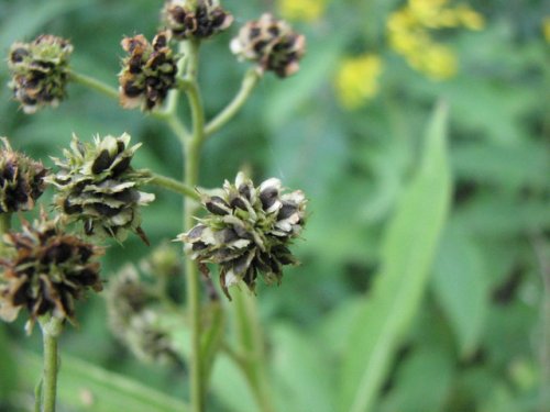 Wingstem (Verbesina alternifolia)