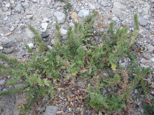 Bigbract Verbena (Verbena bracteata)