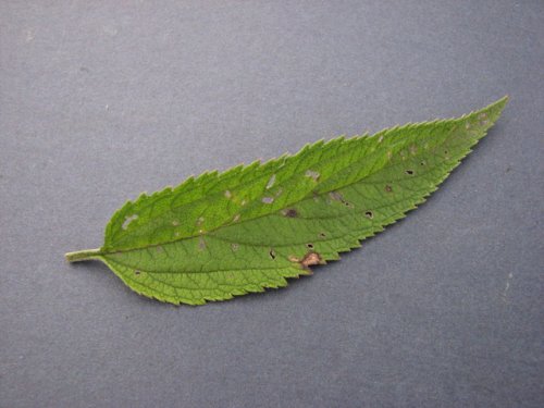 Blue Verbena (Verbena hastata)