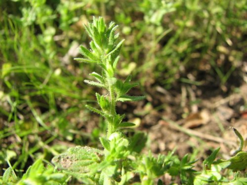 Corn Speedwell (Veronica arvensis)