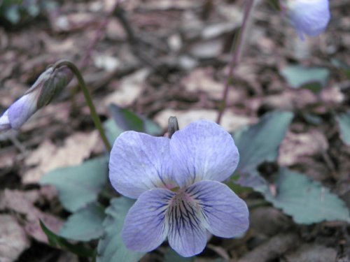 Common Blue Violet (Viola sororia)