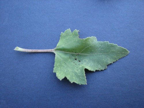 Cocklebur (Xanthium strumarium)