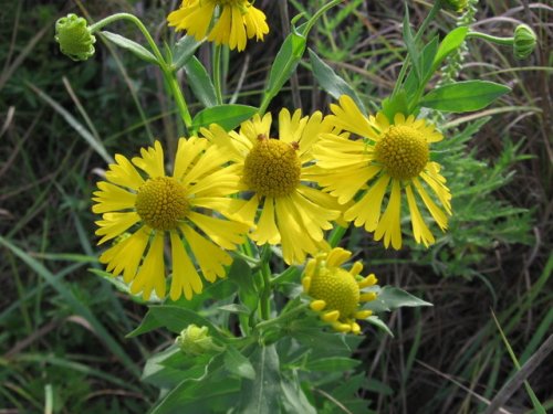 Sneezeweed (Helenium autumnale)