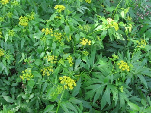 Golden Alexanders (Zizia aurea)