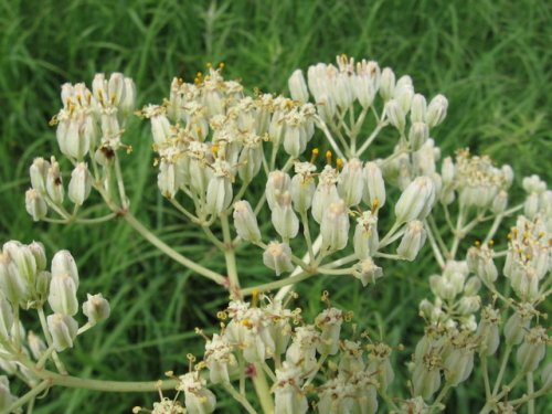 Tuberous Indian Plantain (Arnoglossum plantagineum)