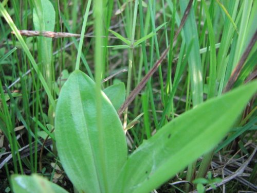 Loesel's twayblade (Liparis loeselii)