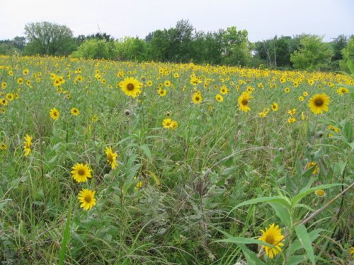 Ashy Sunflower (Helianthus mollis)