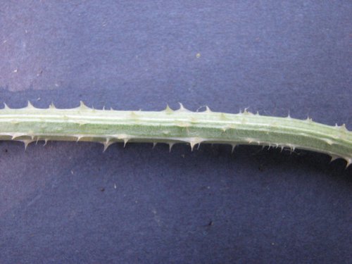 Cut Leaf Teasel (Dipsacus laciniatus)