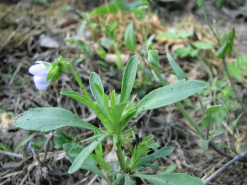 Johny Jump Up (Viola bicolor)