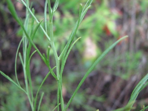 Prairie Broomweed (Amphiachyris dracunculoides)