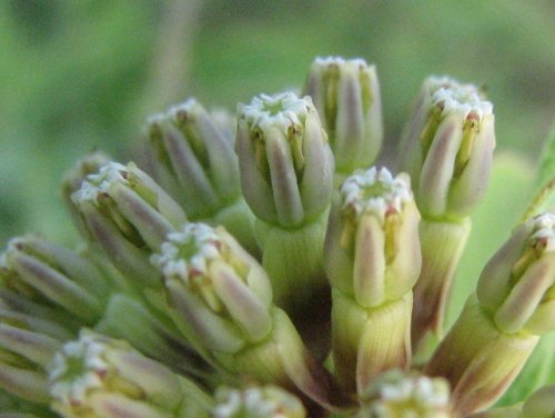 Green Milkweed (Asclepias viridiflora)