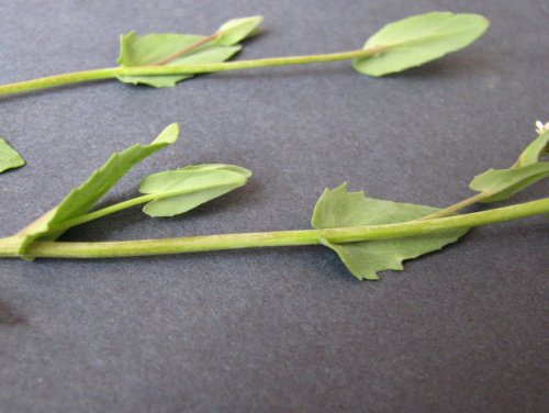 clasping-leaf pepper-grass (Lepidium perfoliatum)