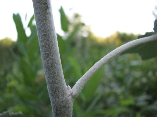 White Poplar (Populus alba)