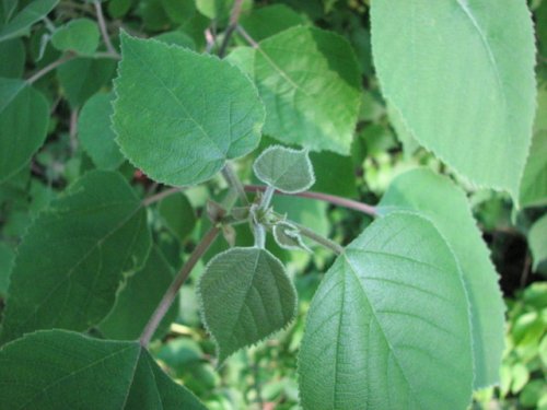 Paper Mulberry (Broussonetia papyrifera)