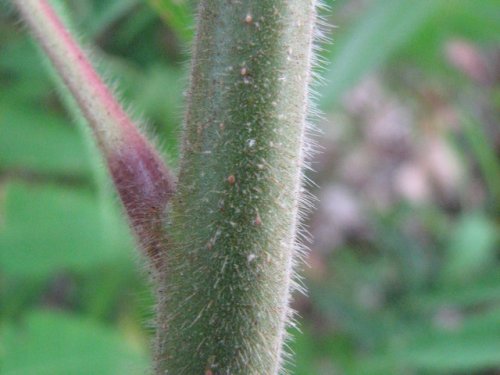 Staghorn Sumac (Rhus typhina)