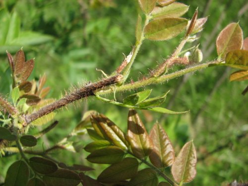 Bristly Locust (Robinia hispida)