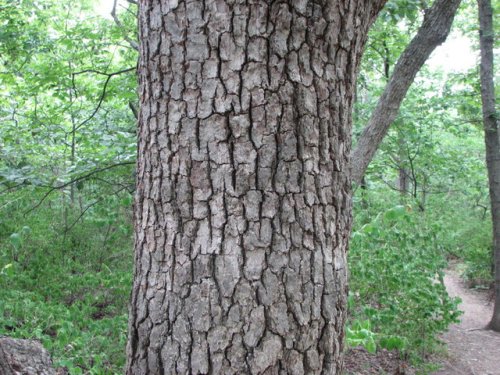 Chinquapin Oak (Quercus muehlenbergii)