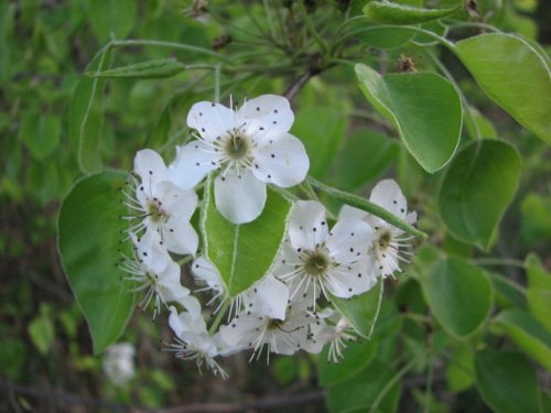 Callery Pear (Pyrus calleryana)