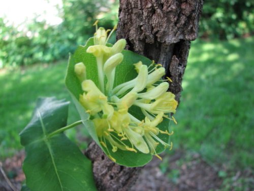 Limber Honeysuckle (Lonicera dioica)